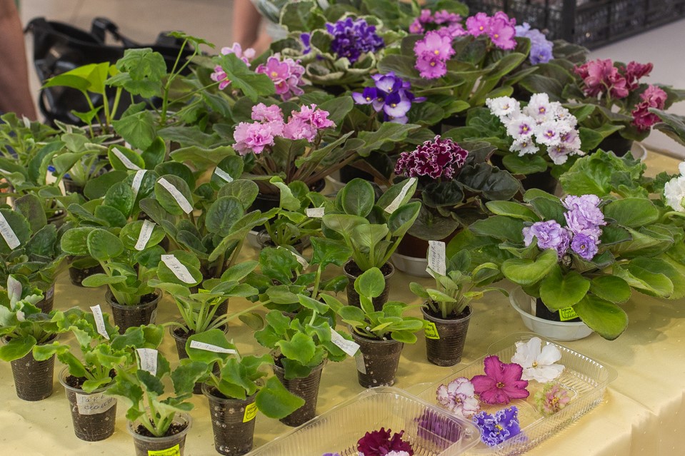 Ярмарка комнатных растений снова на Центральном рынке!