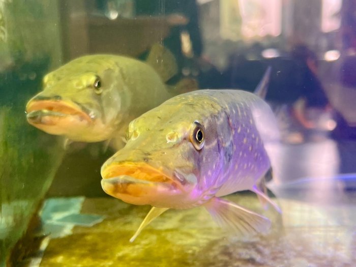 Расширение ассортимента рынка